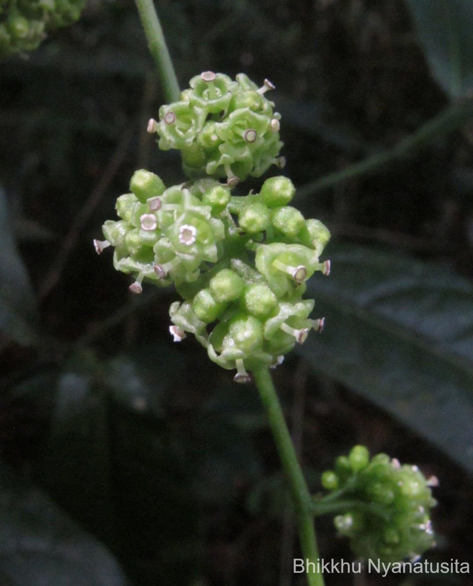 Cyclea peltata (Lam.) Hook.f. & Thomson